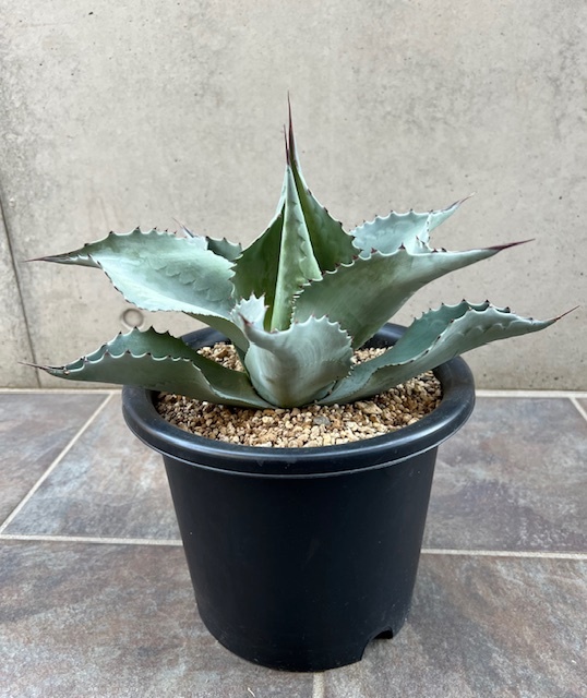 ◆アガベ オバティフォリア Agave Ovatifolia AOV-A ドライガーデン ロックガーデンの画像2