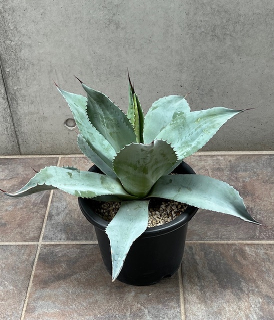 ◆アガベ オバティフォリア Agave Ovatifolia AOV-R ドライガーデン ロックガーデンの画像5