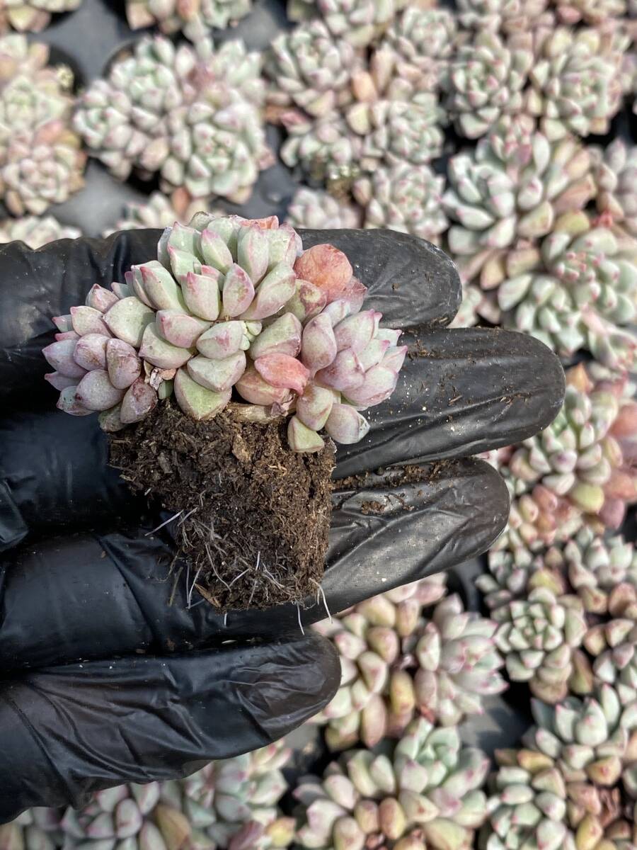 20株Y167多肉植物 エケベリア サファイア超美苗 サボテン 観葉植物 花 園芸 レア種 土と根付きでの画像2