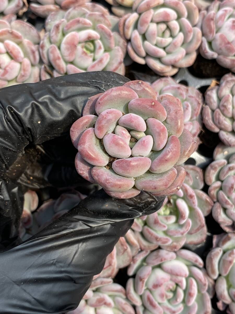 20株Y150多肉植物 エケベリア　ピンクジェニー超美苗 サボテン 観葉植物 花 園芸　レア種 土と根付きで_画像1