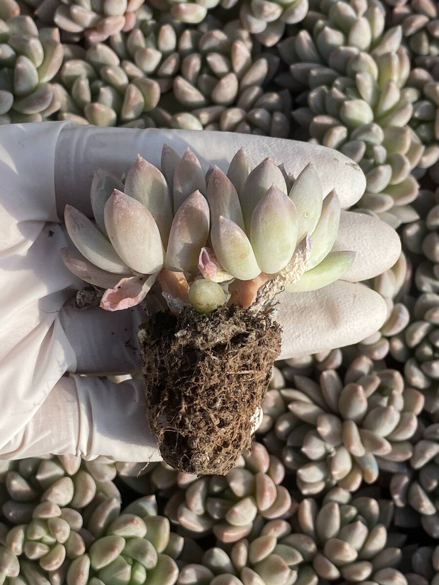 20株 N537多肉植物 エケベリア 象牙 超美苗 サボテン 観葉植物 花 園芸　レア種 土と根付きで_画像2