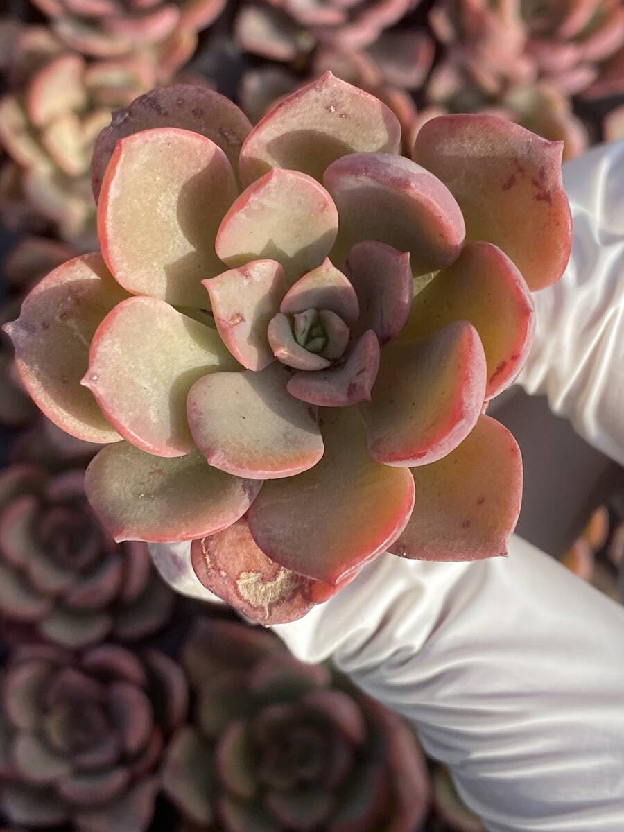 20株 N540多肉植物 エケベリア 赤舞 超美苗 サボテン 観葉植物 花 園芸　レア種 土と根付きで_画像1