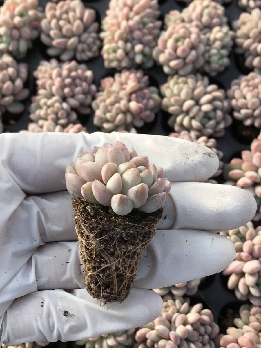 20株 N557多肉植物 エケベリア 赤い玉 超美苗 サボテン 観葉植物 花 園芸 レア種 土と根付きでの画像2