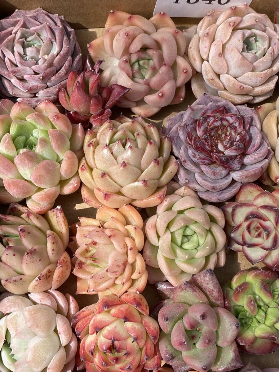 44株 Y340 多肉植物 エケベリア属 Echeveria DC  ベンケイソウ科 交雑種類 超美苗 サボテン 観葉植物 花 レア種の画像1