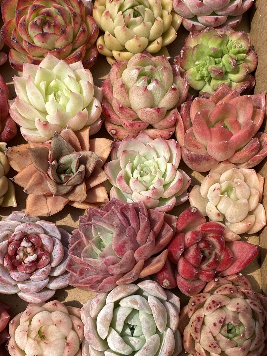 39株　Y367 多肉植物 エケベリア属　Echeveria DC 　ベンケイソウ科　交雑種類　超美苗 サボテン 観葉植物 花 レア種_画像3