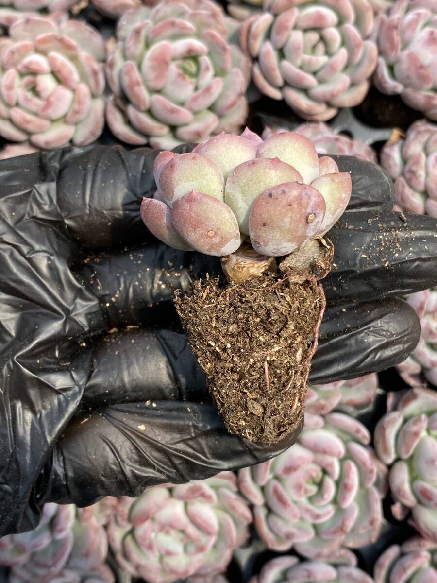 20株Y150多肉植物 エケベリア　ピンクジェニー超美苗 サボテン 観葉植物 花 園芸　レア種 土と根付きで_画像2