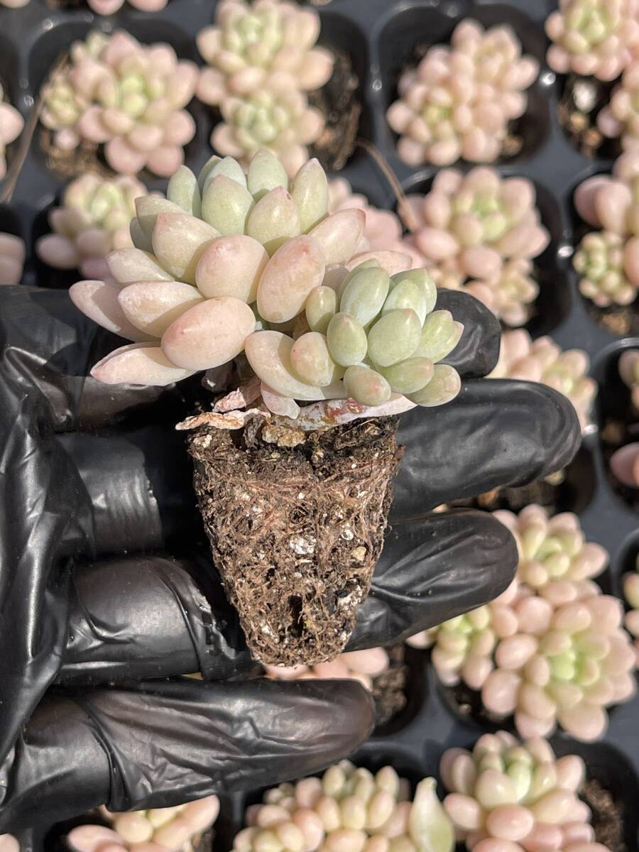 20株Z35多肉植物 エケベリアロココ超美苗 サボテン 観葉植物 花 園芸 レア種の画像2