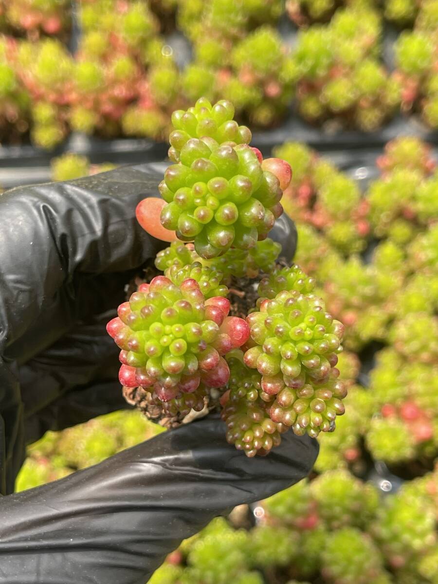  20株Z63 多肉植物 エケベリアレッドベリー超美苗 サボテン 観葉植物 花 園芸　レア種_画像1