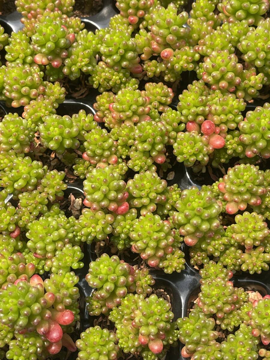  20株Z63 多肉植物 エケベリアレッドベリー超美苗 サボテン 観葉植物 花 園芸　レア種_画像3