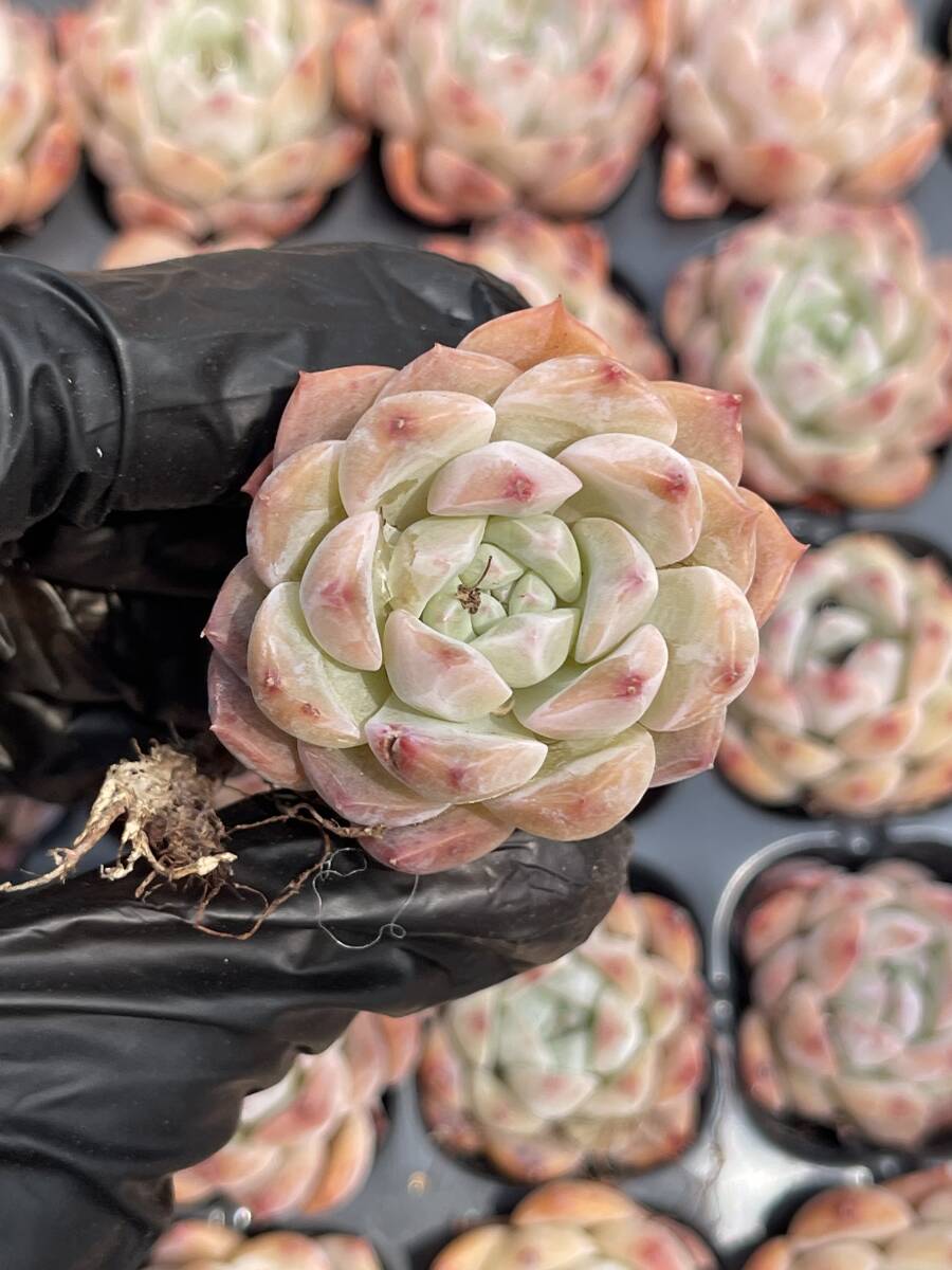 20株 　Z12多肉植物 エケベリア氷砂糖水晶超美苗 サボテン 観葉植物 花 園芸　レア種 土と根付きで_画像1