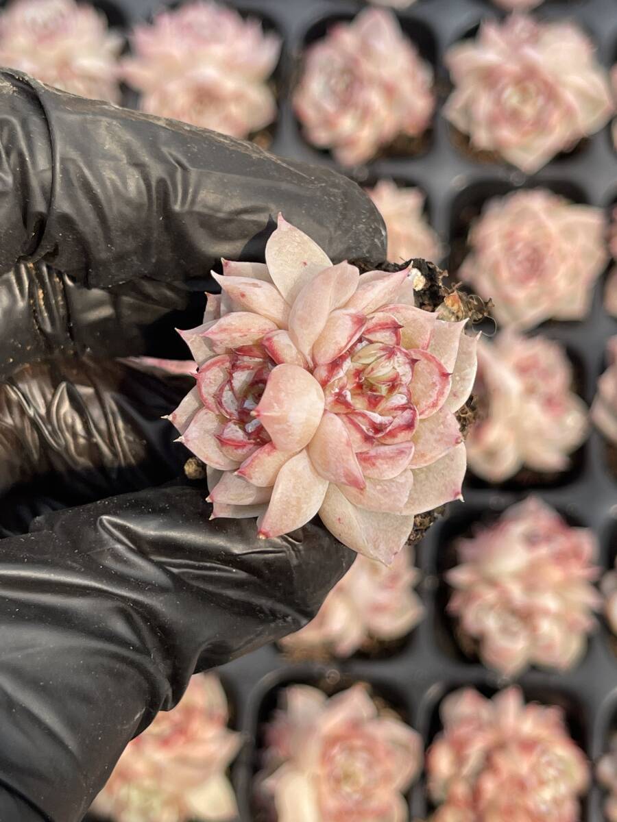 20株 Z28多肉植物 エケベリアビロード超美苗 サボテン 観葉植物 花 園芸　レア種 土と根付きで_画像1