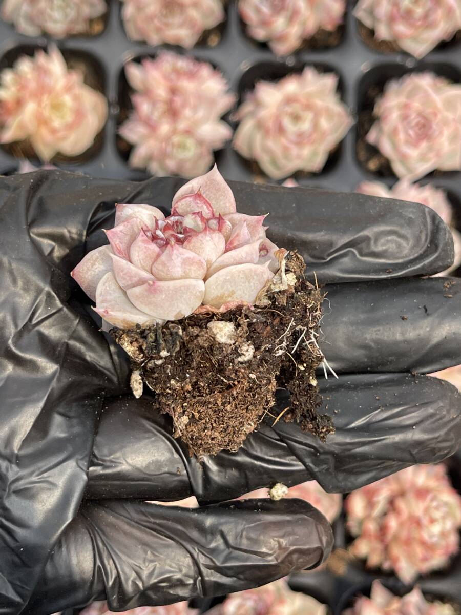 20株 Z28多肉植物 エケベリアビロード超美苗 サボテン 観葉植物 花 園芸　レア種 土と根付きで_画像2