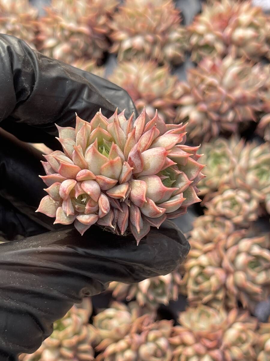 20株　Z48多肉植物 エケベリア粉特超美苗 サボテン 観葉植物 花 園芸　レア種 土と根付きで_画像1