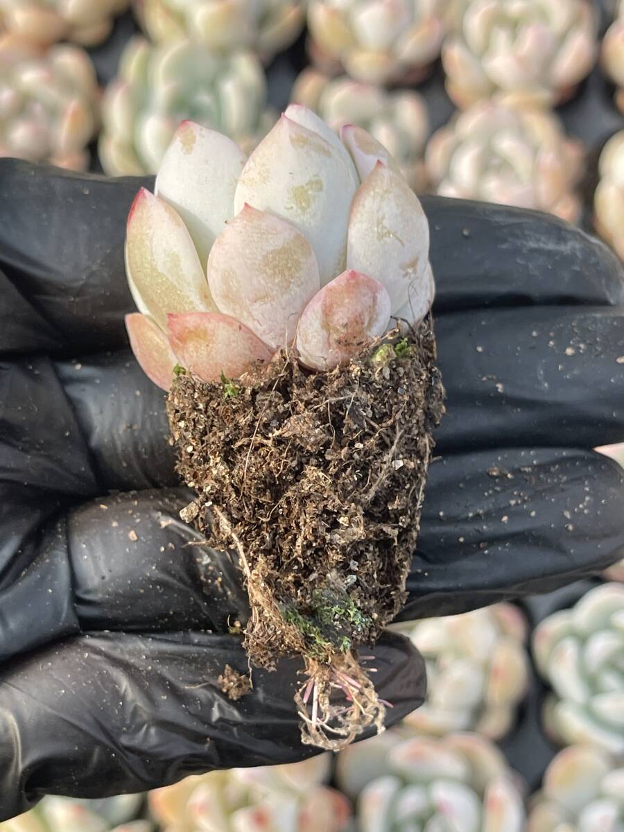 20株 Z57多肉植物 エケベリア　モンロー超美苗 サボテン 観葉植物 花 園芸　レア種 土と根付きで 土と根付きで_画像2