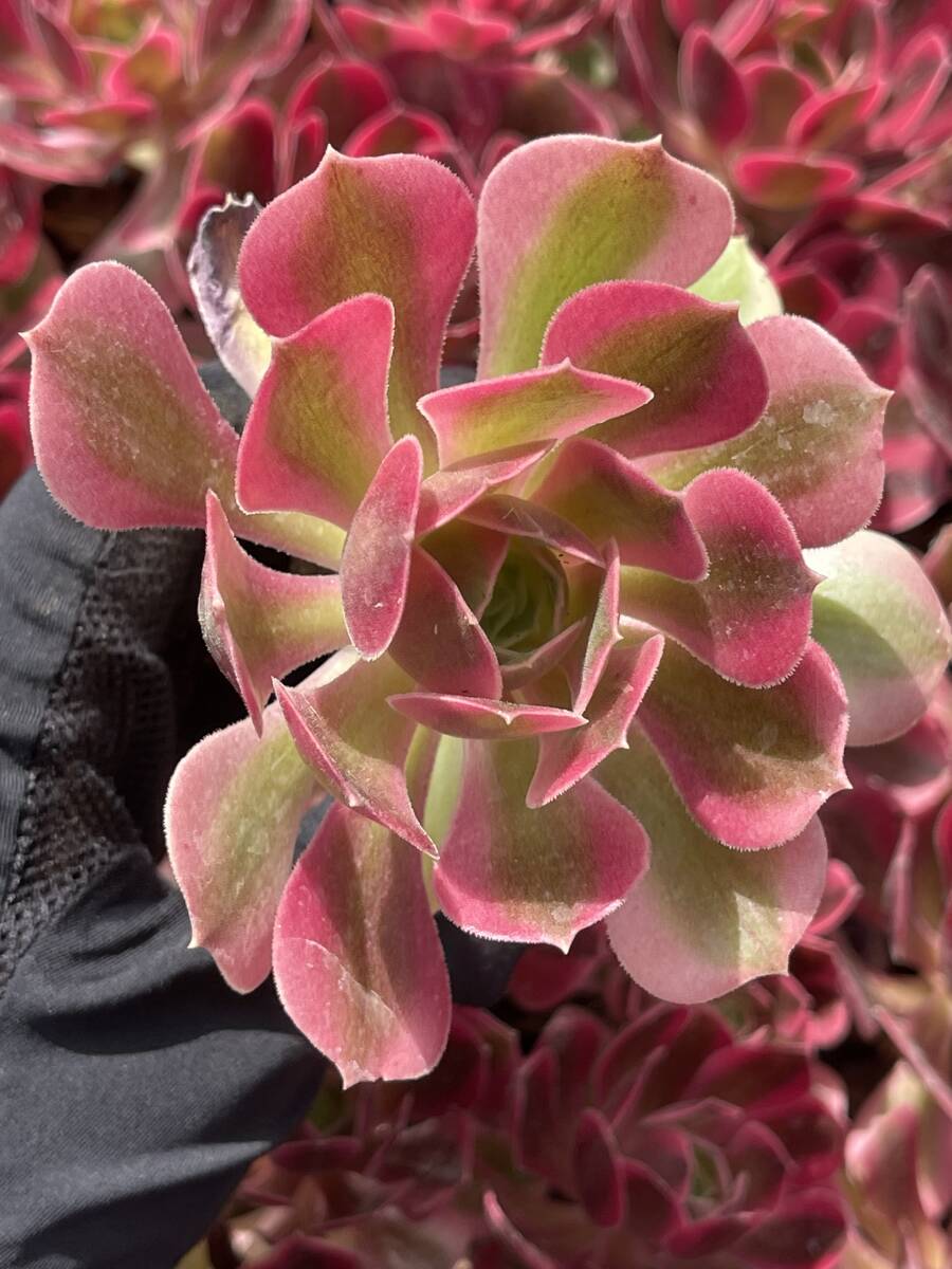 10株 Z107 多肉植物 エケベリア ピンクウィッチ 超美苗 サボテン 観葉植物 花 園芸 レア種 土と根付きでの画像1