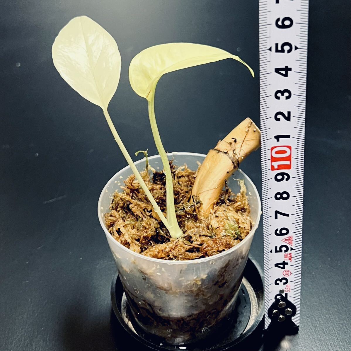 【レア】 エピプレムナム ピナツム 斑入り Epipremnum pinnatum variegata タグ： モンステラ フィロデンドロン アグラオネマ の画像3