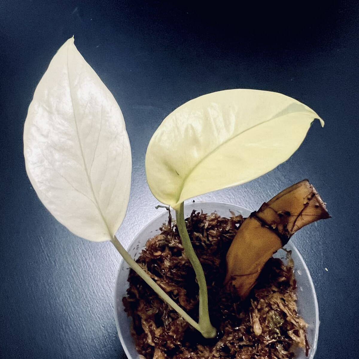 【レア】 エピプレムナム ピナツム 斑入り Epipremnum pinnatum variegata タグ： モンステラ フィロデンドロン アグラオネマ の画像2