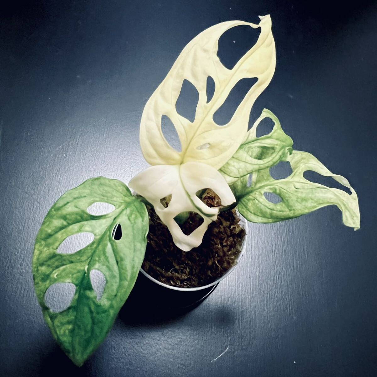 希少 白美麗斑個体【 斑入り マドカズラ 】 1 モンステラ Monstera Adansonii 'Variegata' タグ: アグラオネマ フィロデンドロンの画像2