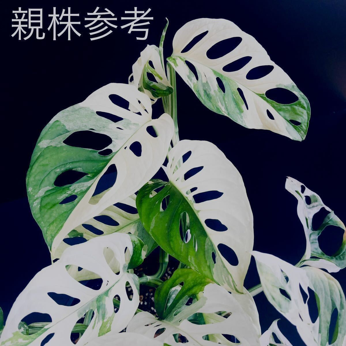 お得希少 白美麗【 斑入り マドカズラ 】 茎伏挿木8本 Monstera adansonii variegata モンステラ アダンソニー バリエガータ 1の画像1