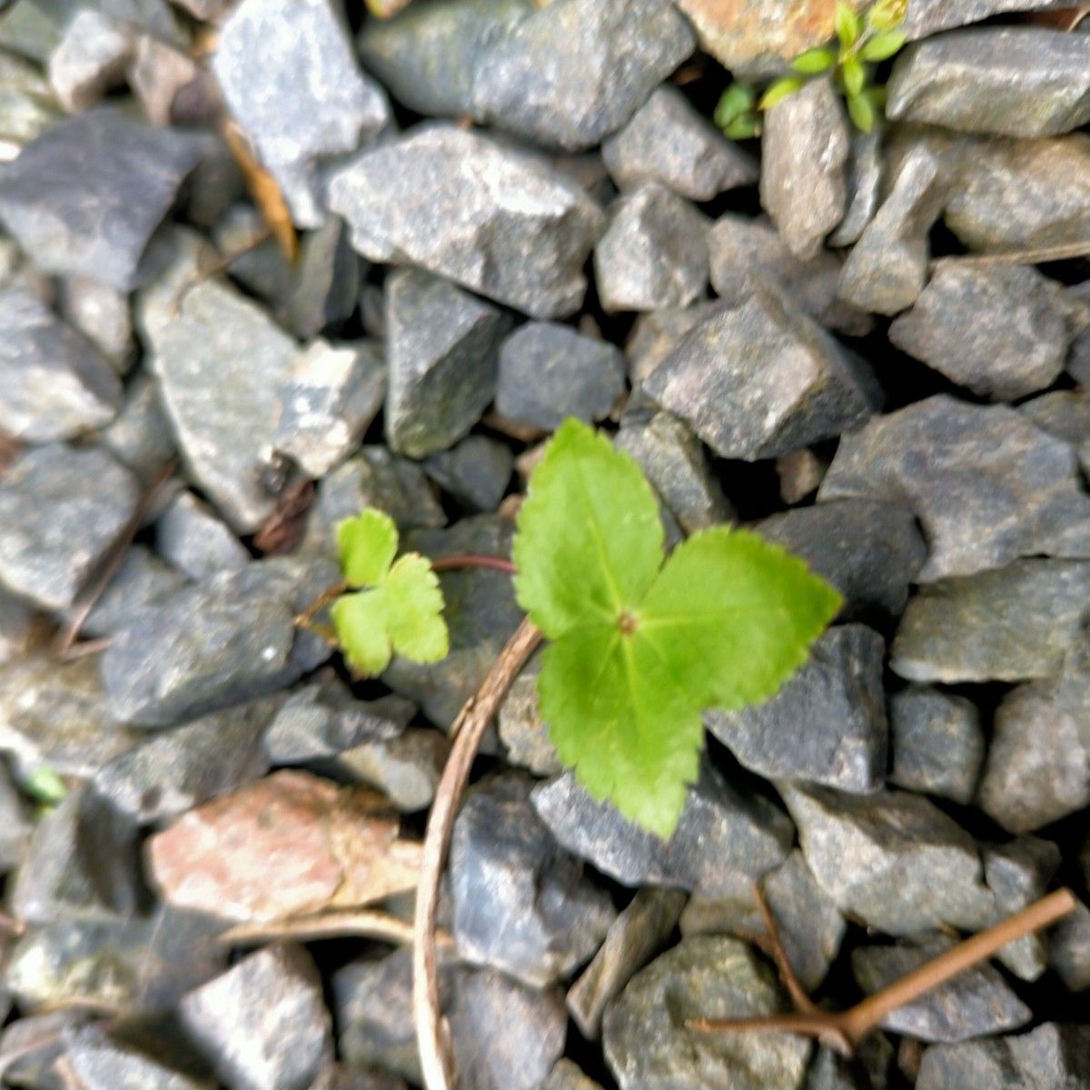 無肥料無農薬　青じそ　大葉　みつば　赤ちゃん苗