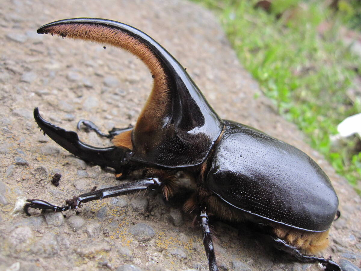 サタンオオカブト大型♂99mm同腹ペア_画像1