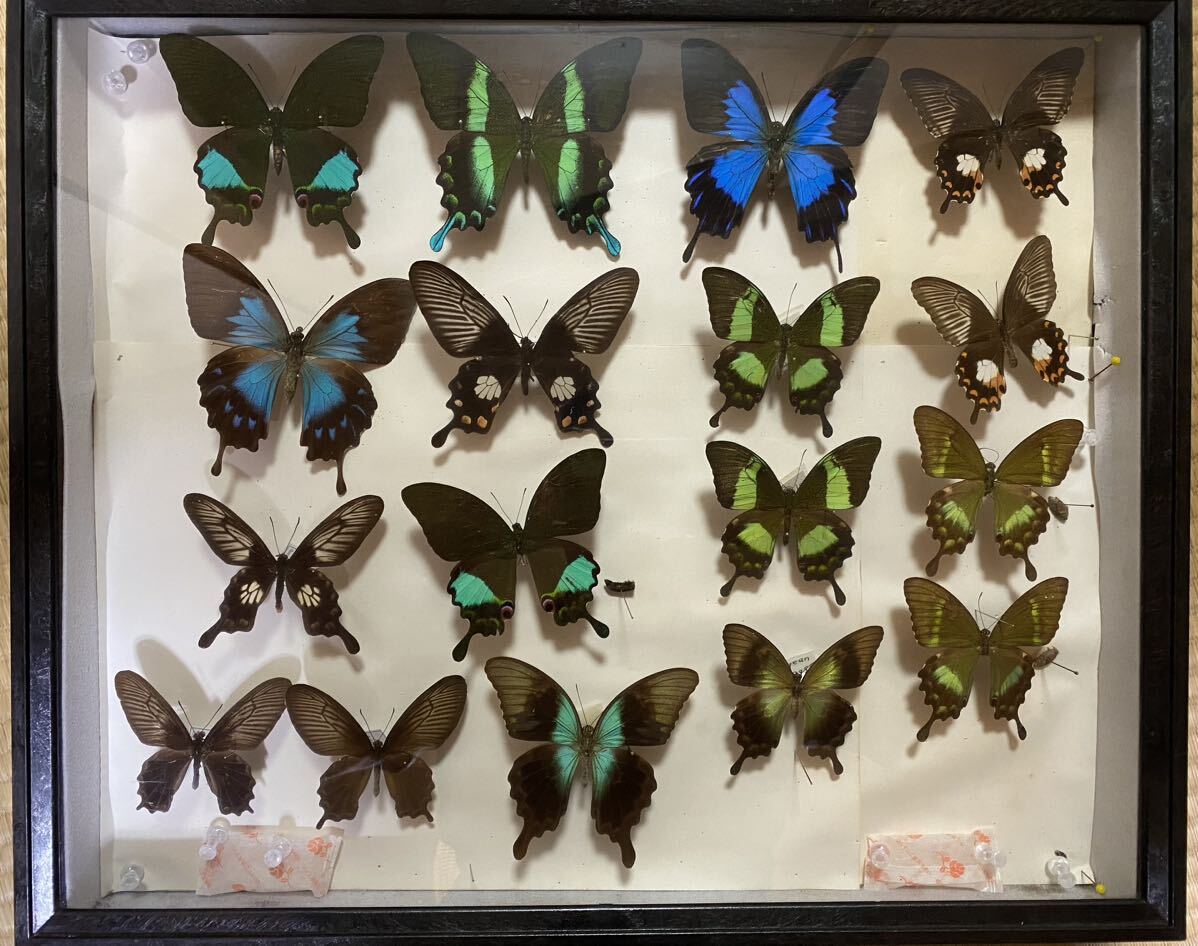 butterfly specimen 3 set 