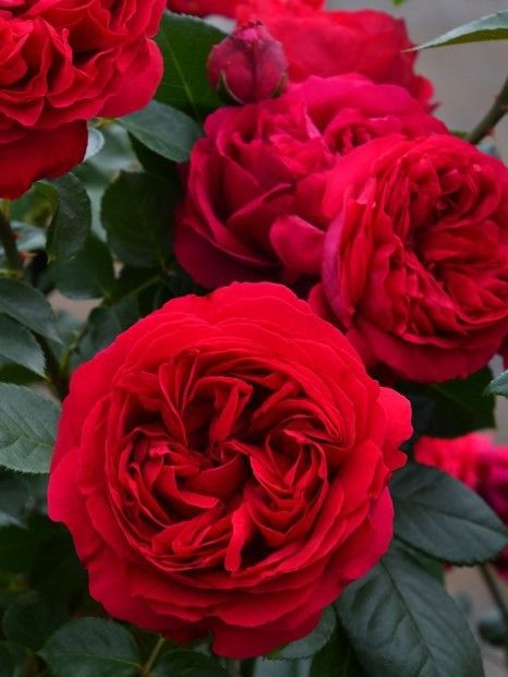 バラ苗 ピエールドゥロンサール 赤 挿し木 四季咲き シュラブローズ つるバラ