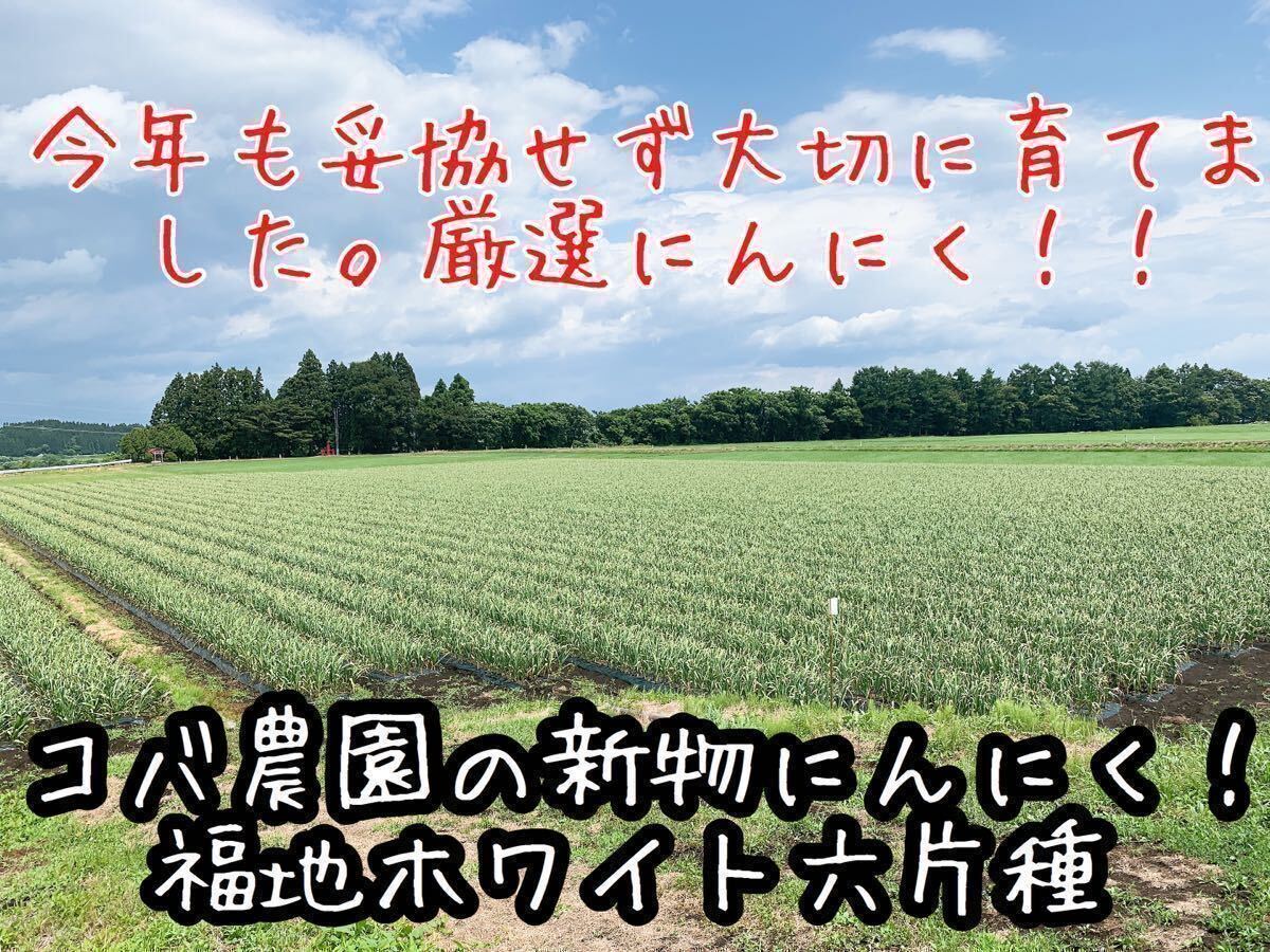 青森県産にんにく 福地ホワイト六片種 2023年度 ニンニク バラにんにく 10キロの画像2