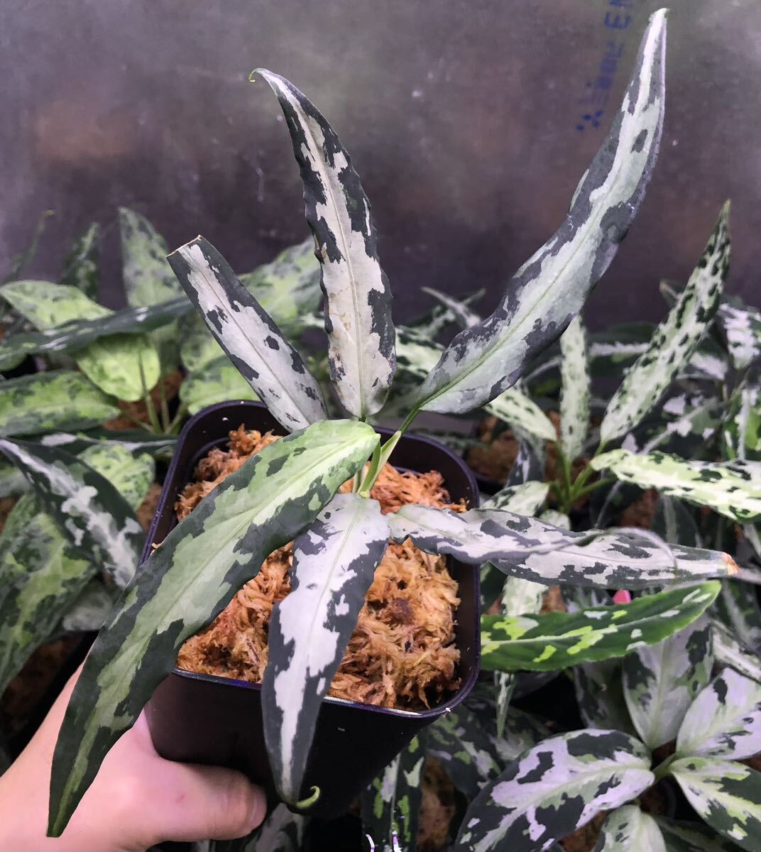 Aglaonema pictum ② アグラオネマ ピクタムの画像1