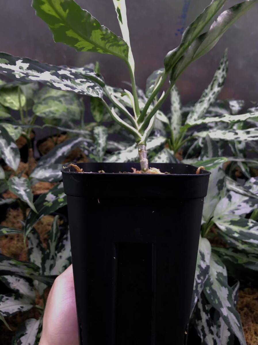 Aglaonema pictum ① アグラオネマ ピクタムの画像4