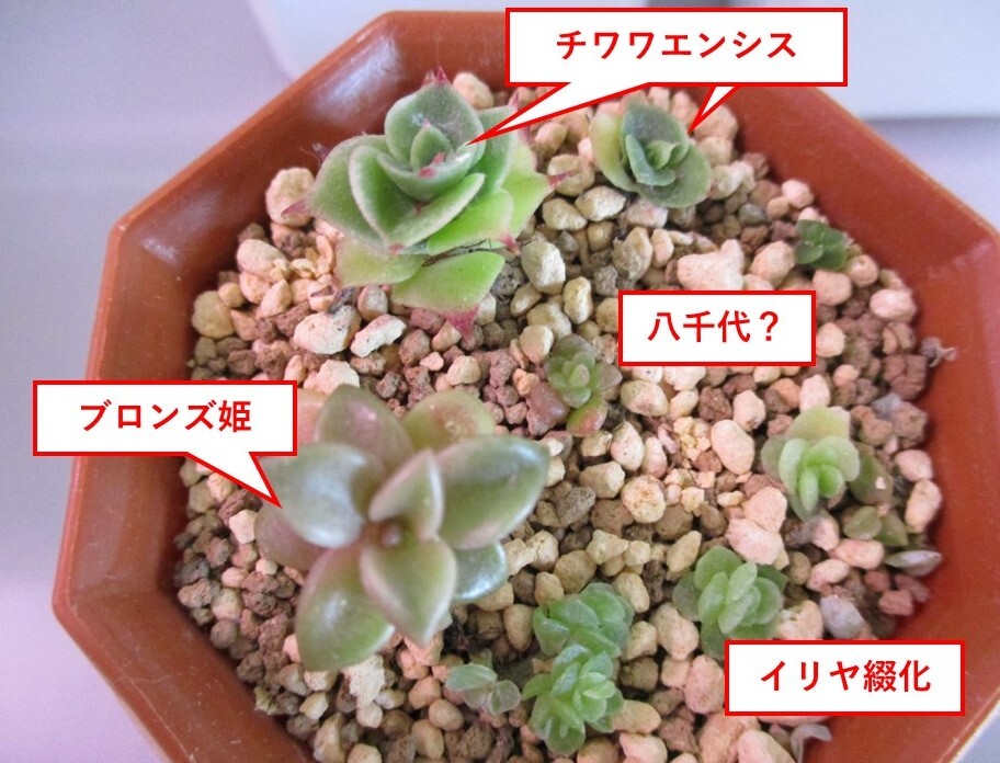 多肉植物 サボテン ８個セット （七宝樹錦 ルヨンニ綴化 銀手毬 バニーカクタス コノフィツム 松虫 クーペリ 他）