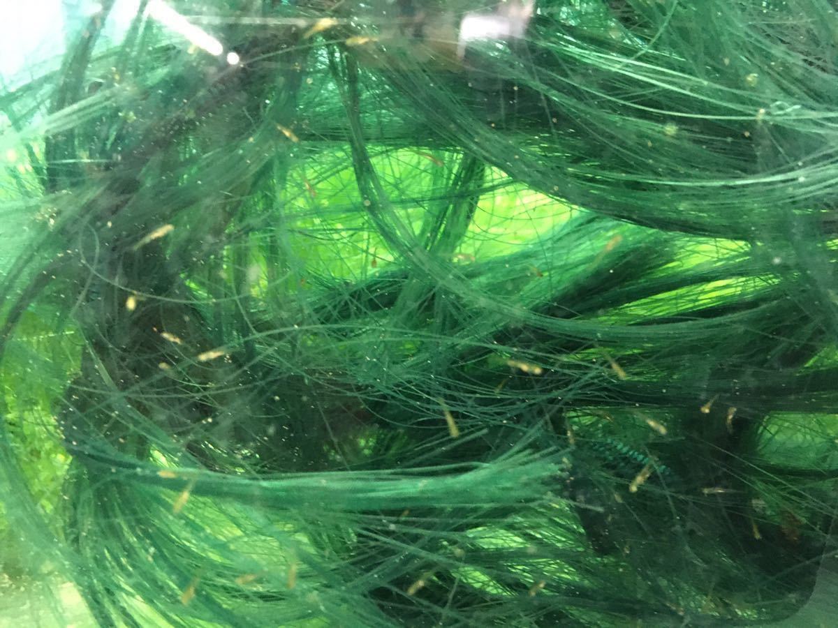 金魚の産卵床GFグリーン50センチ(稚ザリガニの共食い防止グッピーの稚魚の隠れ家)(沈下性 人工藻)(送料無料即決)(新品未使用)らんちゅうの画像5