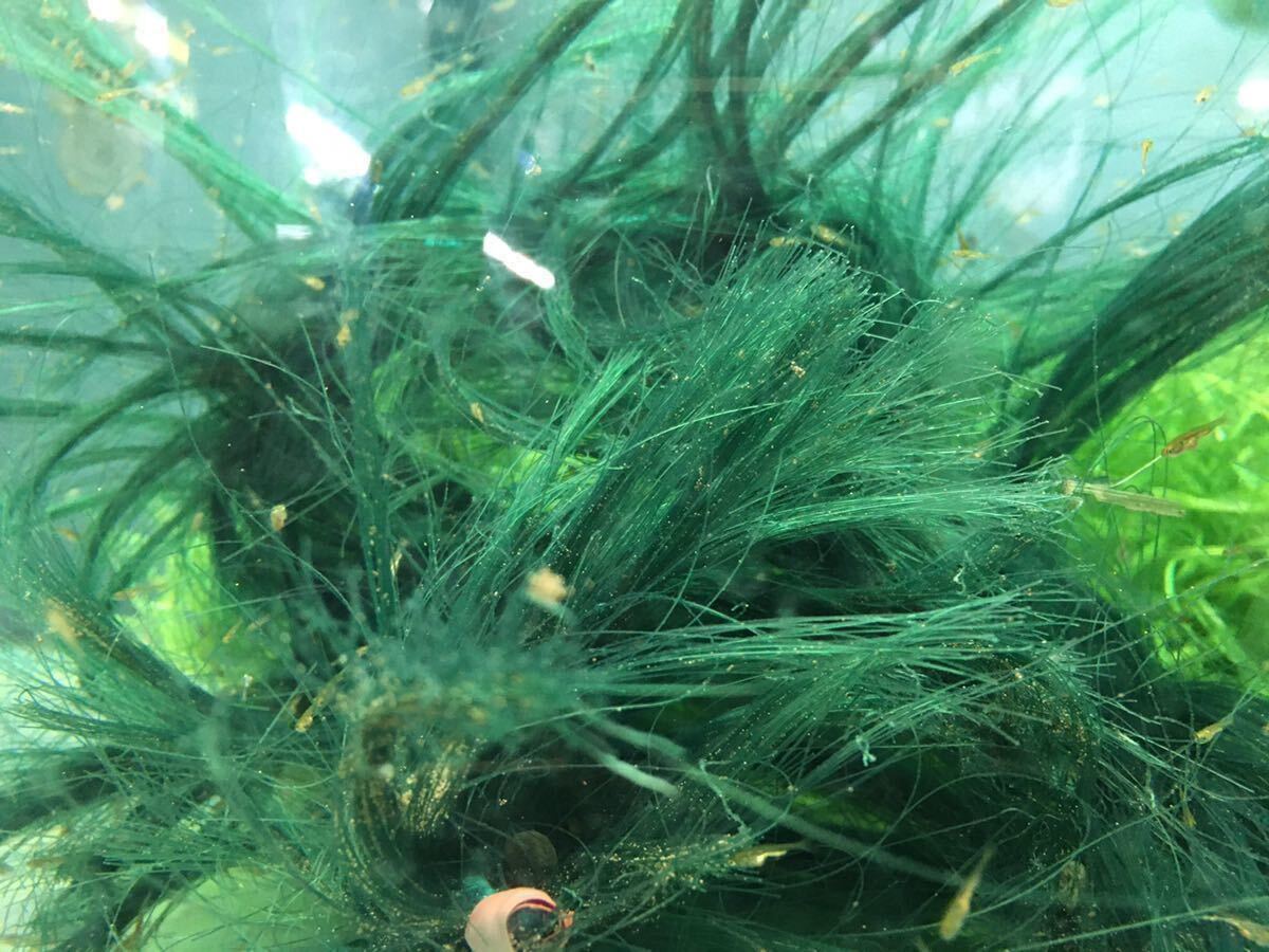 金魚の産卵床GFグリーン50センチ(稚ザリガニの共食い防止グッピーの稚魚の隠れ家)(沈下性 人工藻)(送料無料)(新品未使用)らんちゅう メダカの画像4