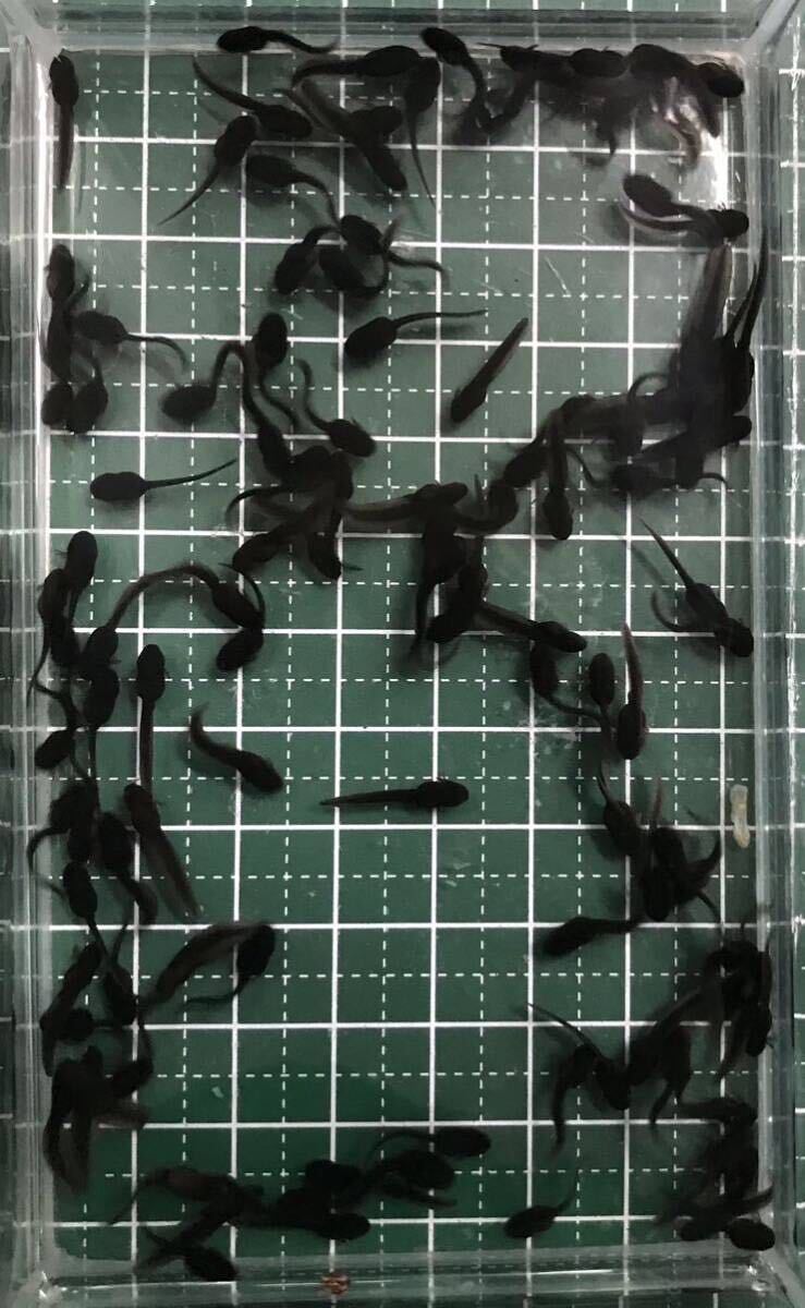 200匹+α20匹 アズマヒキガエル オタマジャクシ(ヒキガエル カエル)の画像1