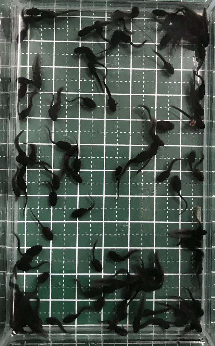 100匹+α10匹 アズマヒキガエル オタマジャクシ(ヒキガエル カエル)の画像2