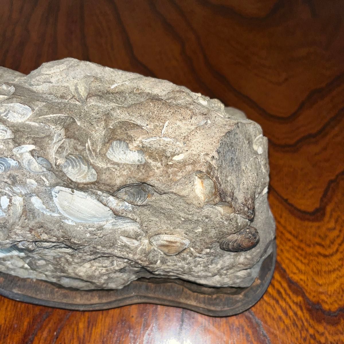 化石　貝殻