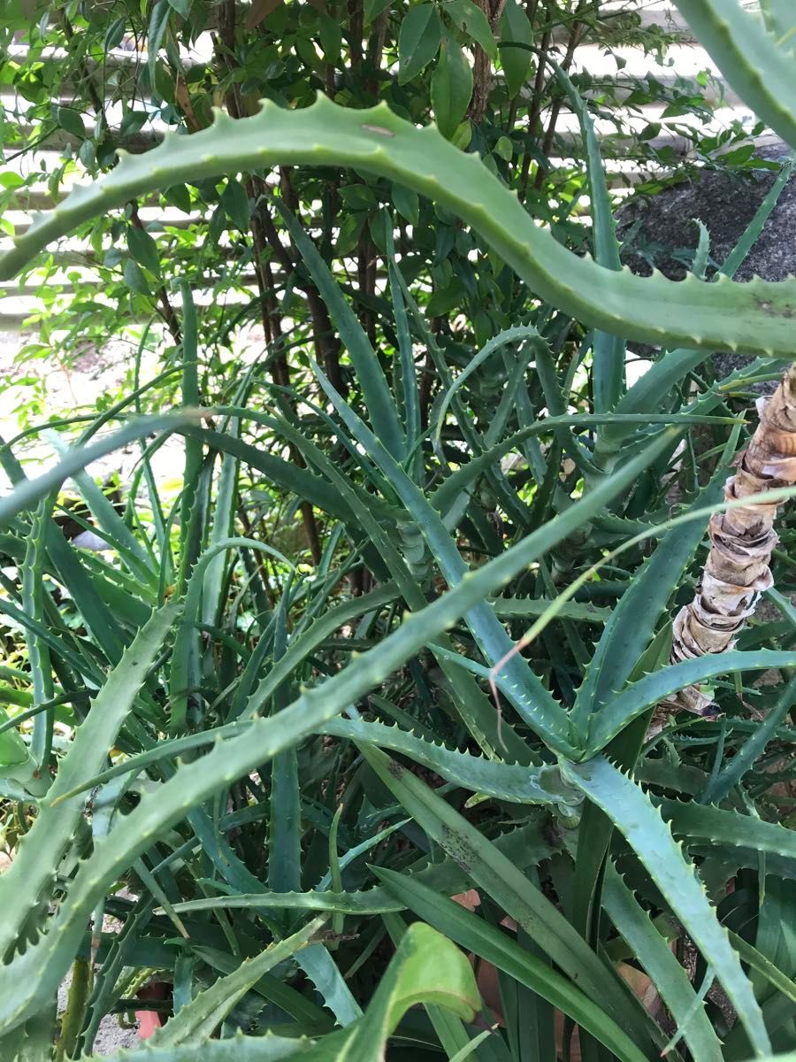 無農薬、アロエ　野菜