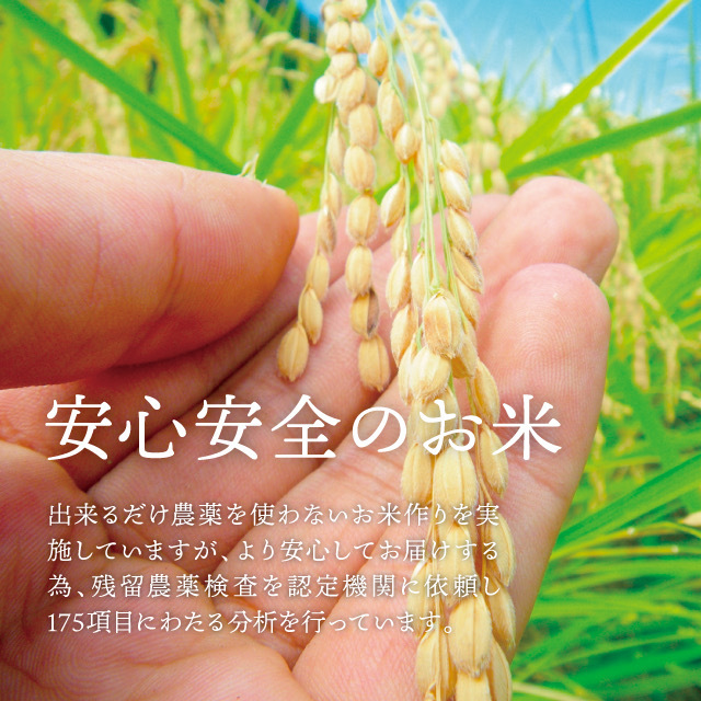 令和５年産一等米 希少コシヒカリ！はちたか米５ｋｇの画像7