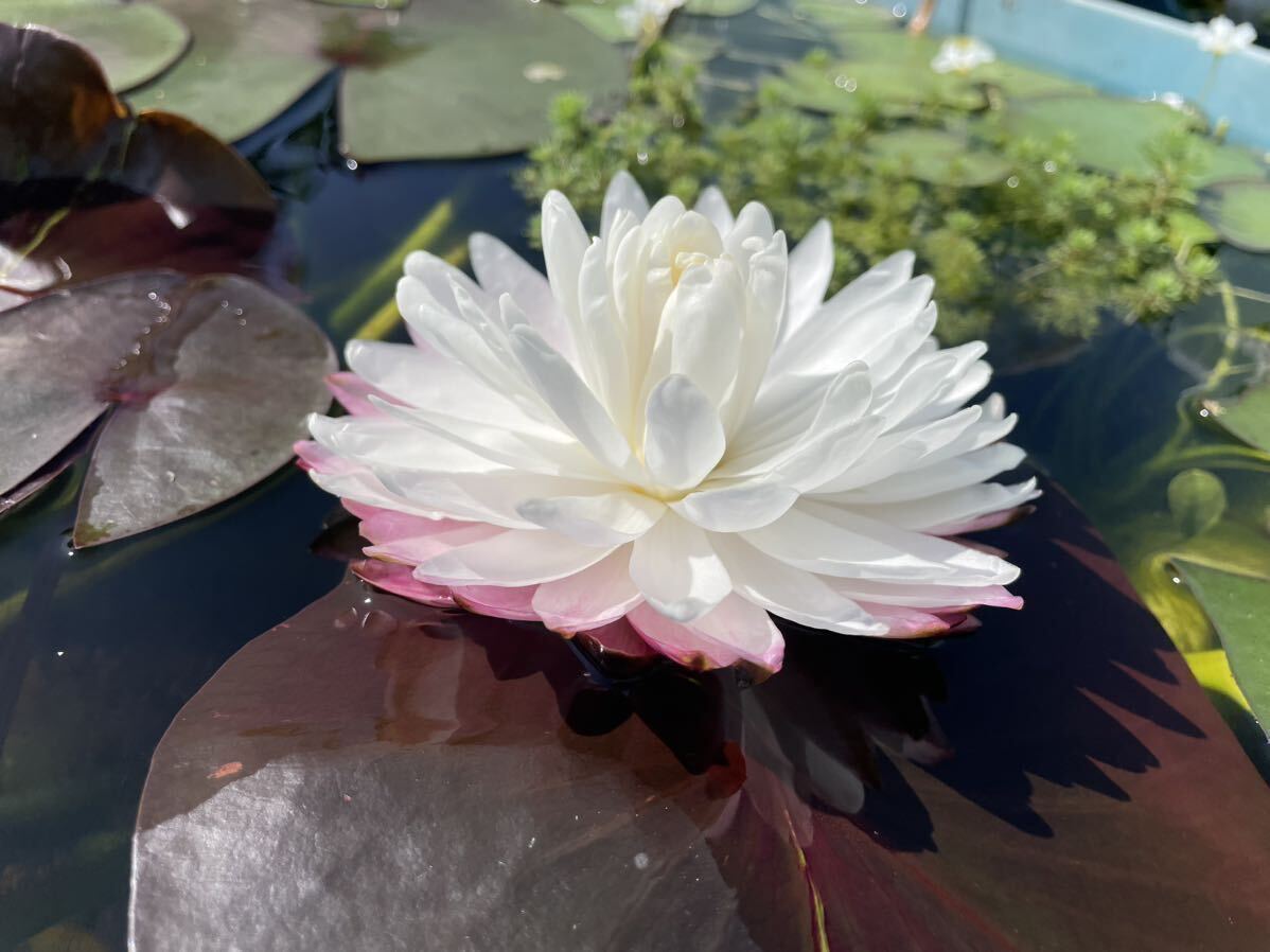 [Kazu. me Dakar water lily biotope ]snou*reti small seedling 1 stock enduring cold . water lily 25