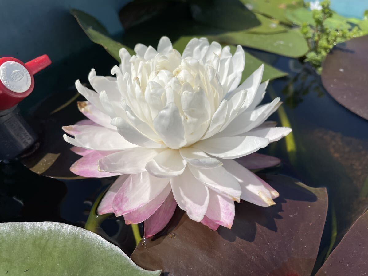 [Kazu. me Dakar water lily biotope ]snou*reti small seedling 1 stock enduring cold . water lily 25