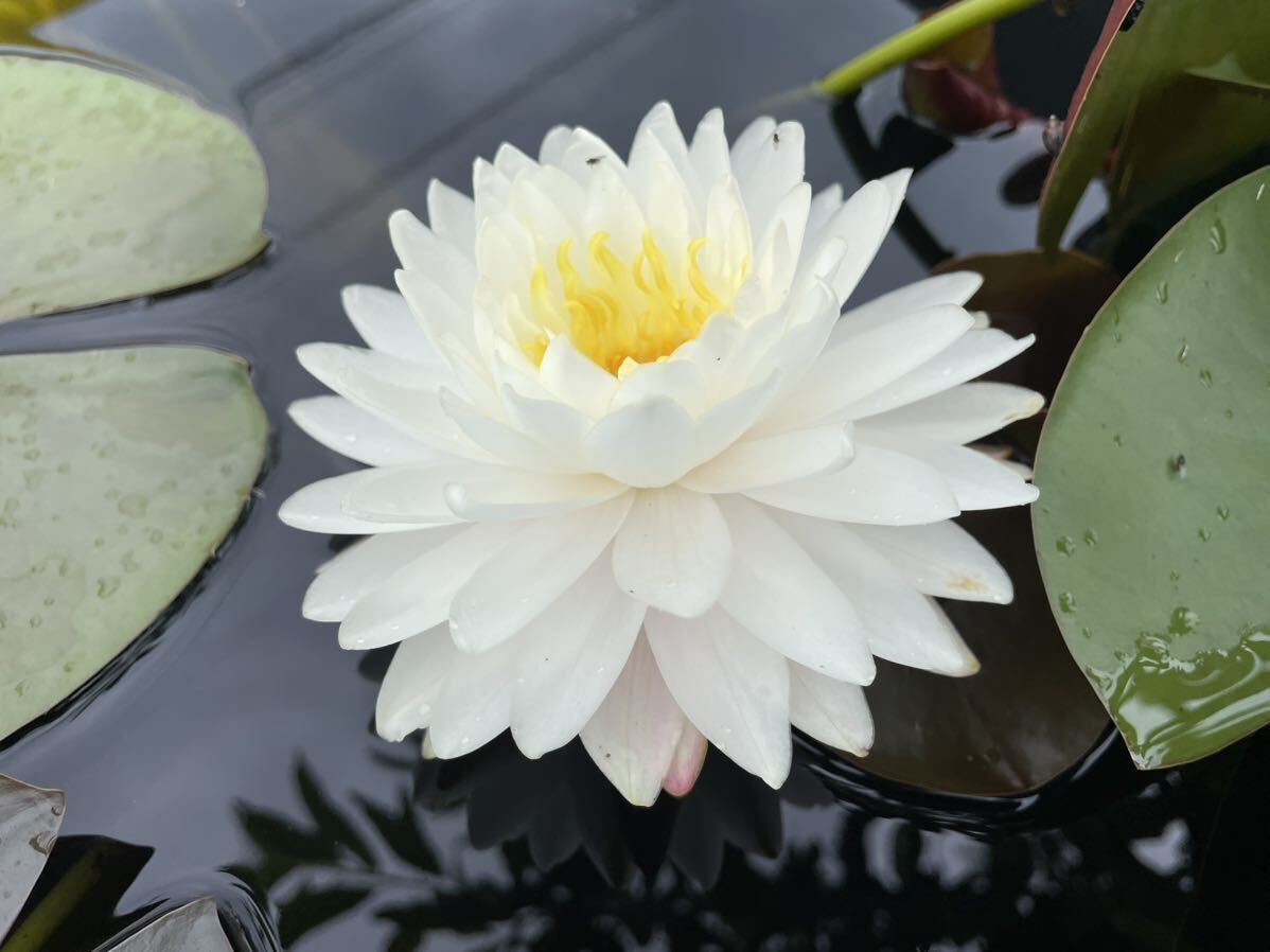 [Kazu. me Dakar water lily biotope ]snou*reti small seedling 1 stock enduring cold . water lily 25