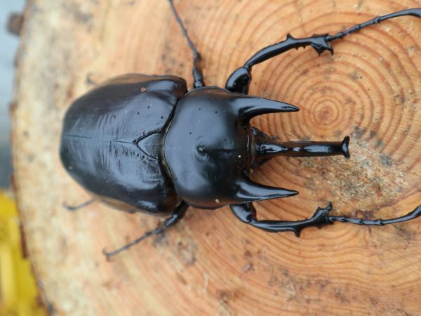 ☆ゴン太☆ アクティオンゾウカブト 新成虫 オスのみ １１４ｍｍ １１の画像3