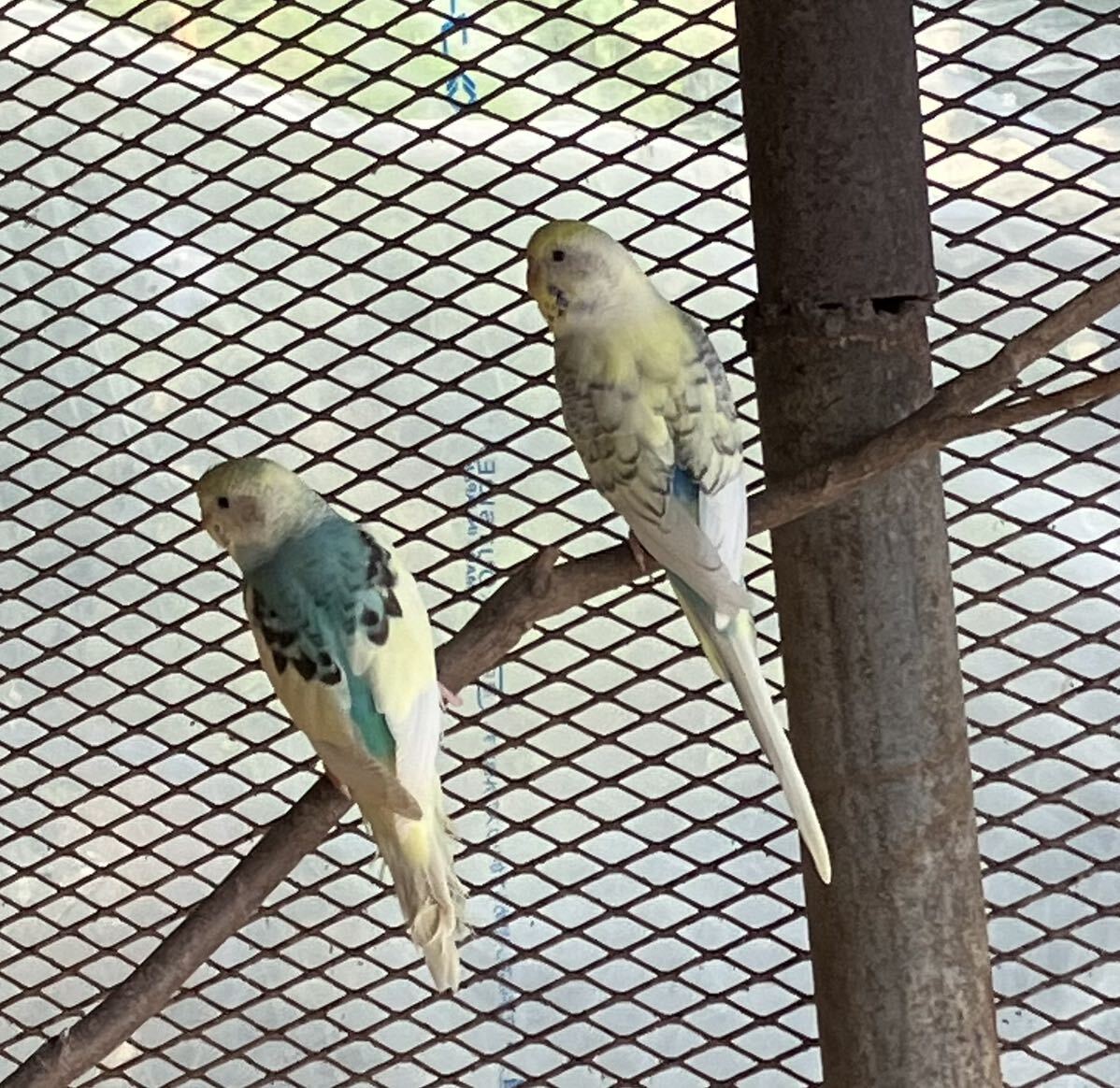 セキセイインコ2個 食用有精卵の画像2