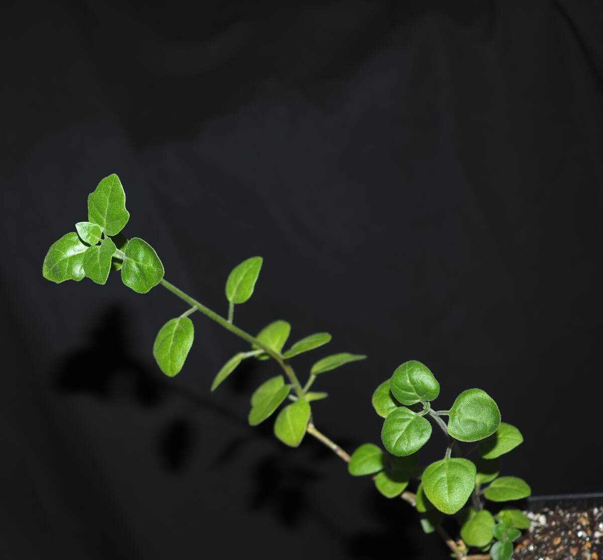 Solanum africanum George, South Africa 南アフリカの海岸地域産のナス科つる植物の画像1