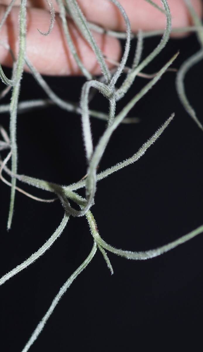 70cm グアテマラ北西部産 ウスネオイデス T. usuneoides【観葉植物、ブロメリア、チランジア、エアープランツの画像2