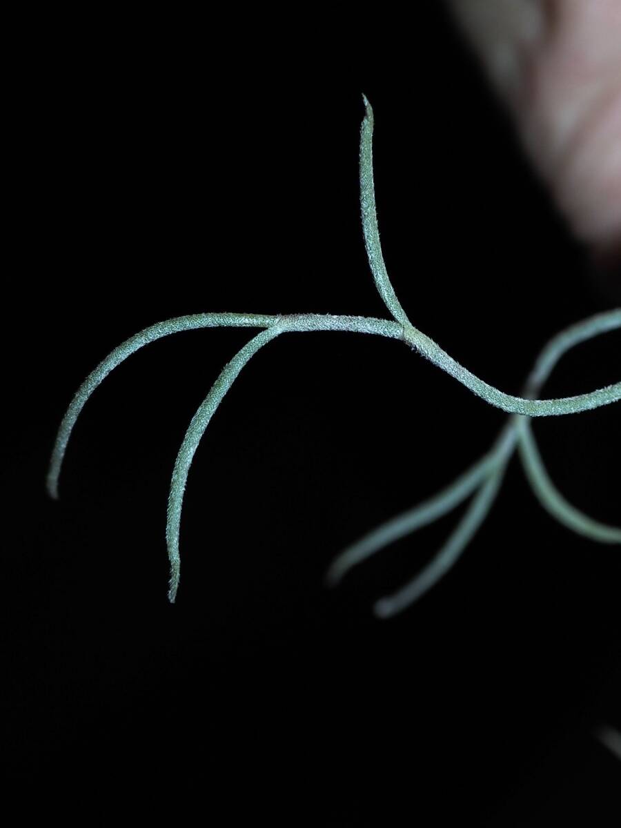 黄花 ウスネオイデス T. usuneoides Curly form ボリュームのある株【観葉植物、ティランジア、エアープランツ アナナスの画像7
