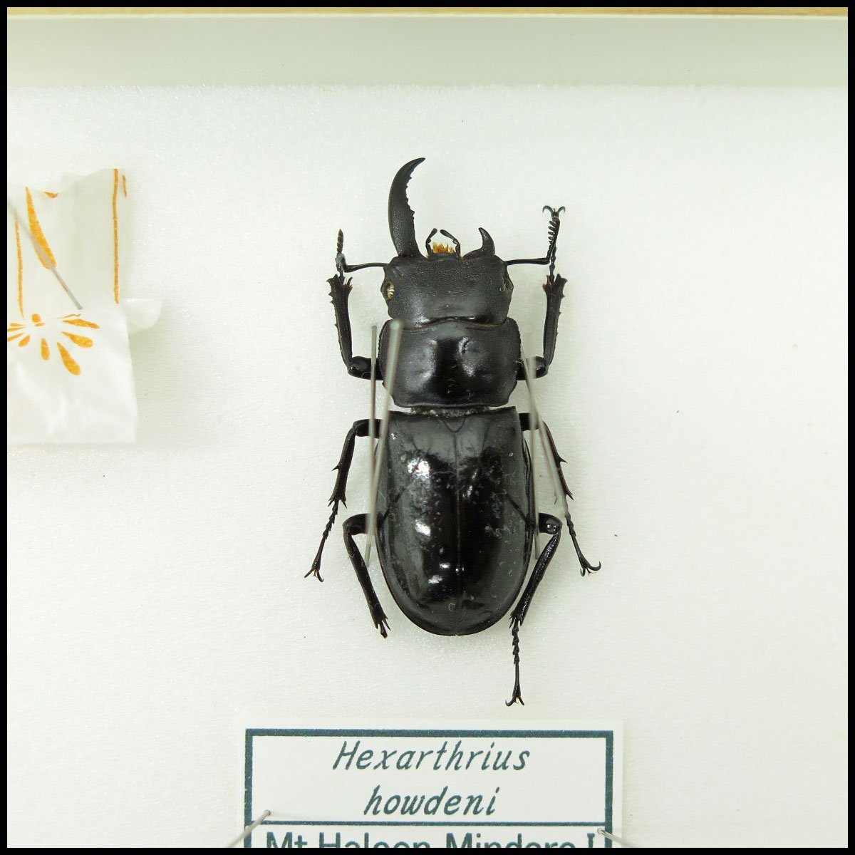 ●23) 計5匹 昆虫標本 雌雄モザイク ホペイオオクワガタ・ダイスケギラファノコギリクワガタなど 【現状品】クワガタ虫の画像5