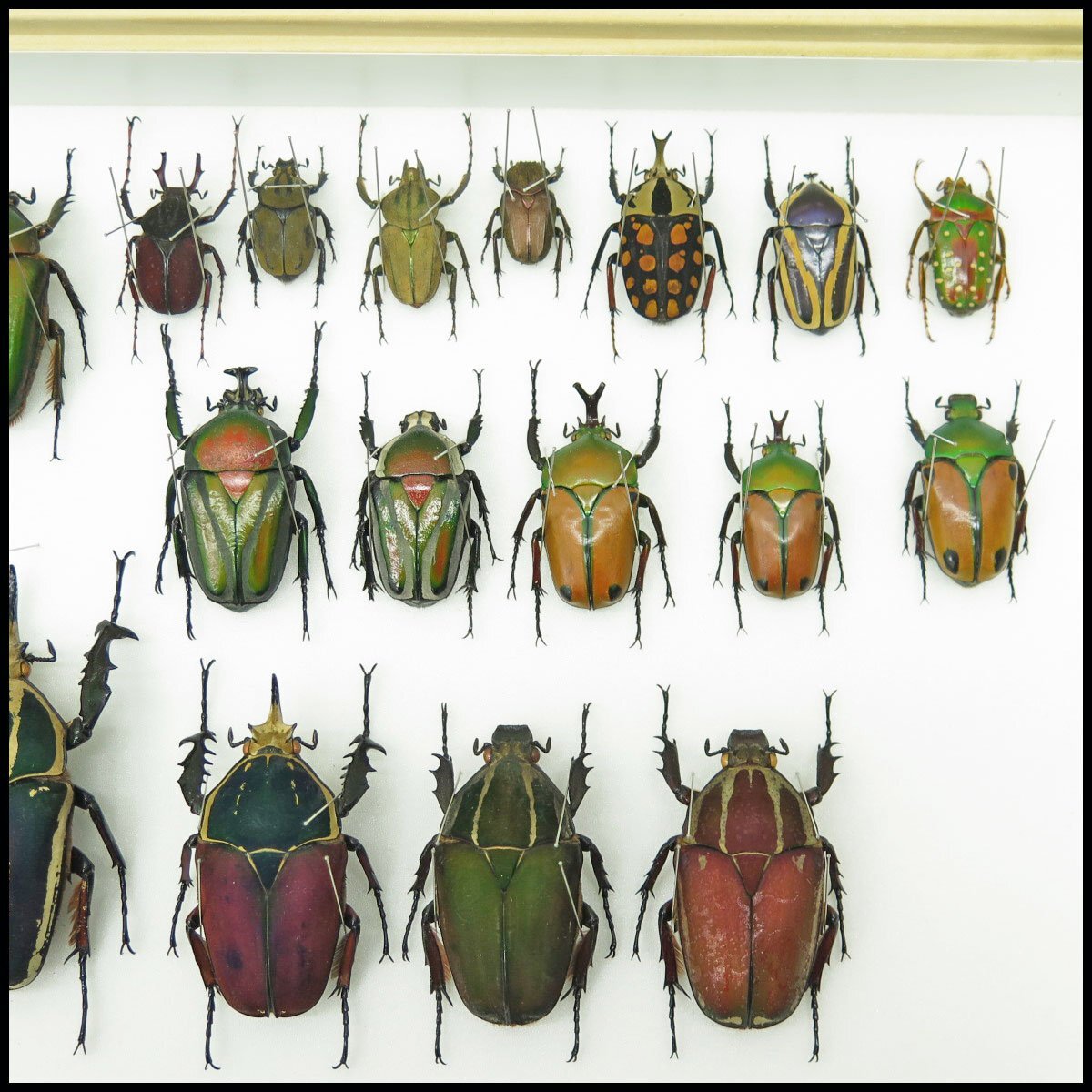 ●20) 計29匹 昆虫標本 オーベルチュール？ デュポン・セラム・ポリフェムスなど？ カブトムシ？ カナブン？ 【現状品】の画像7