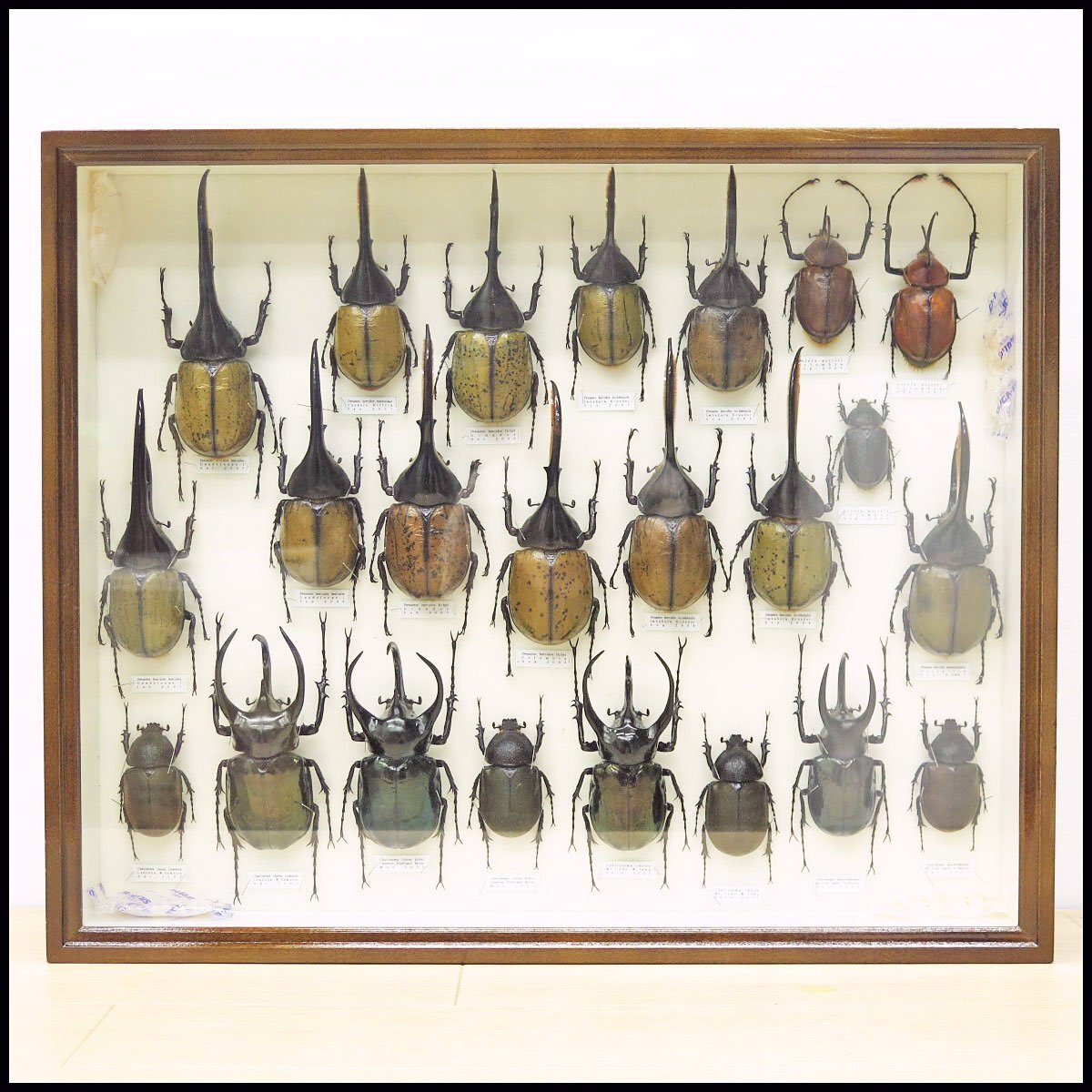 ●1) 計23匹 昆虫標本 ヘラクレスオオカブト・コーカサスオオカブト・モーレンカンプオオカブトなど 【現状品】 カブトムシ カブト虫の画像1