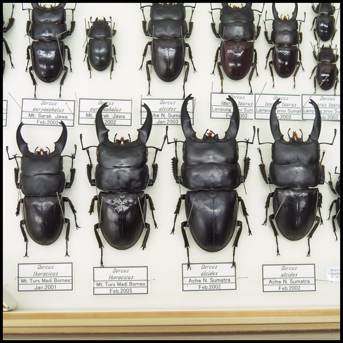 ●14) 計28匹 昆虫標本 アルキデスヒラタクワガタ・ダイオウヒラタクワガタ・トラキクスヒラタクワガタなど 【現状品】クワガタ虫の画像6